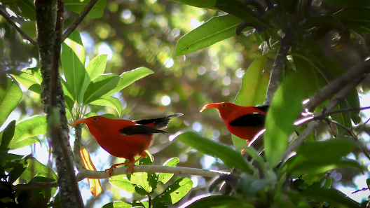How Google’s AI Is Revolutionizing Wildlife Conservation Through Sound