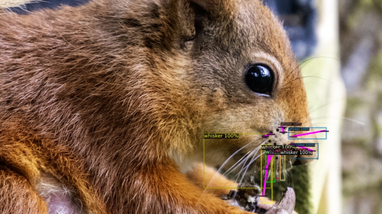 Top Highlights: AI-Powered Squirrel Conservation and AWS Quantum Program Launch