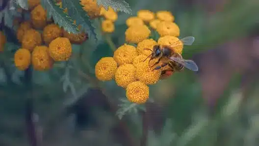 Unlocking Nature's Secrets: The Honeybee's Role in Protecting Global Biodiversity