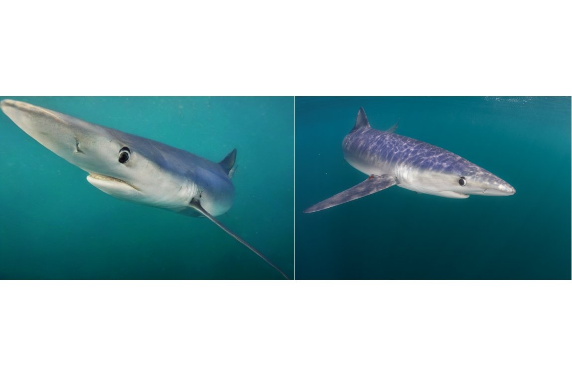 How AI and Underwater Photography Are Reimagining Ocean Exploration